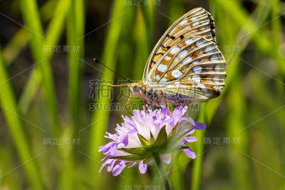 川贝(Melitaea cinxia)