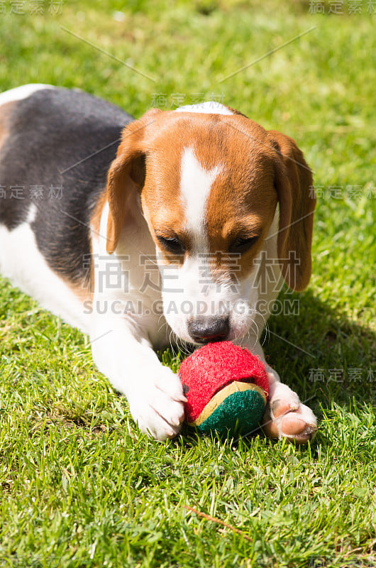 小猎犬小狗