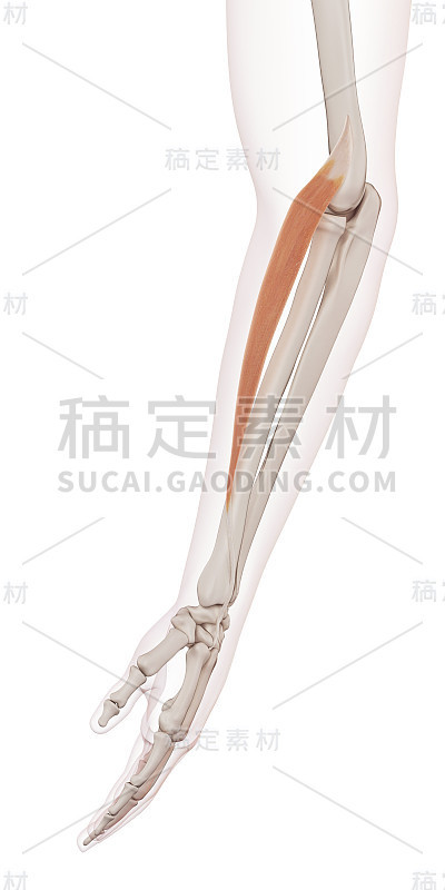 医疗插图
