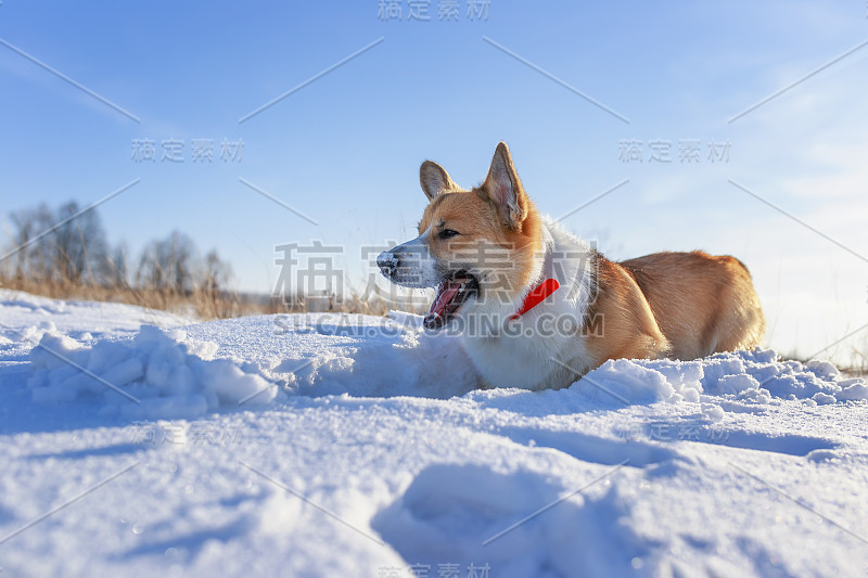 红色柯基狗狗在冬天的阳光公园散步，在雪堆上奔跑