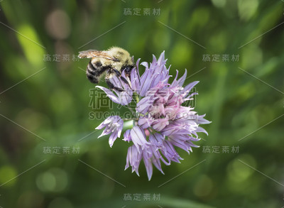 香葱花上的大黄蜂