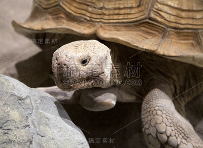 土地的乌龟