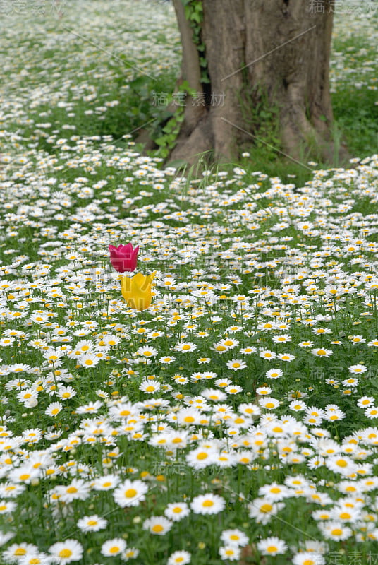 雏菊