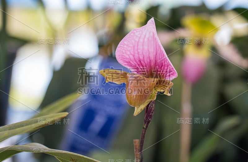 兰花的花