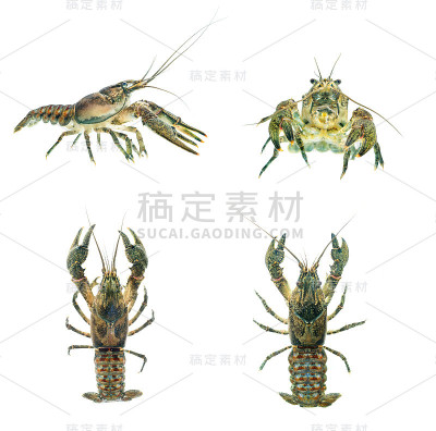 入侵欧洲的美洲多刺颊小龙虾(小龙虾)