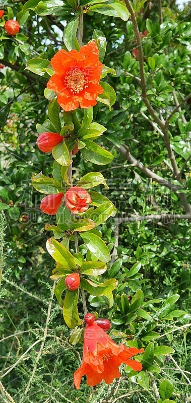 石榴树开花