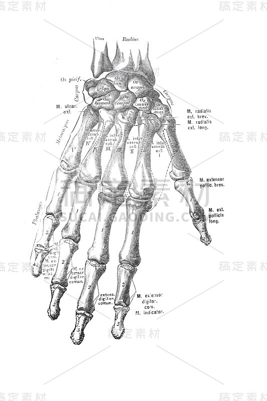 维什涅夫斯基(M.P. Vishnevskiy, 1890，莫斯科)的旧书《人体解剖学》中右手的骨头