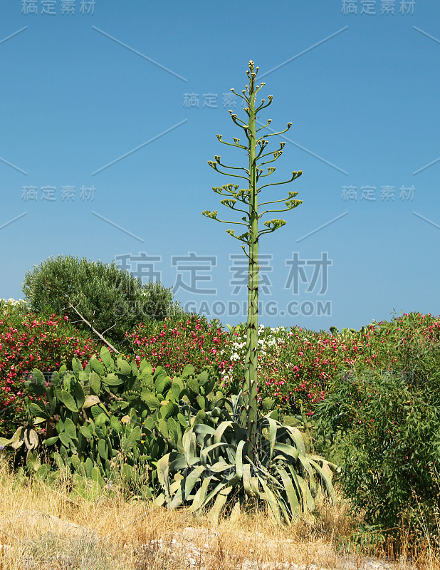 龙舌兰或世纪植物，罗德岛，希腊