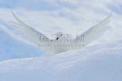 雪海燕站在冰上