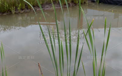 湖边的芦苇