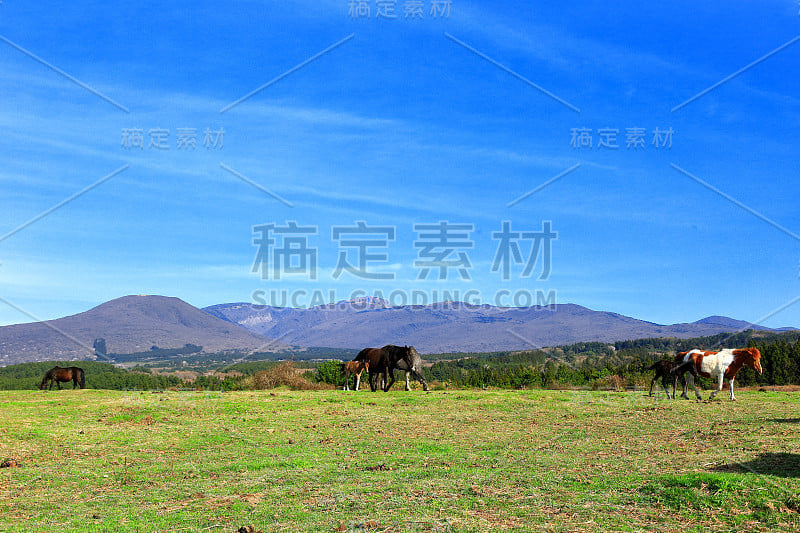 牧马纸，哈拉桑，草地，牧场，田野，马，jejuma