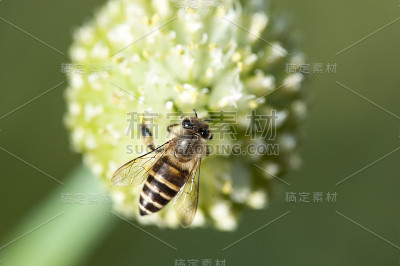 蜜蜂正在