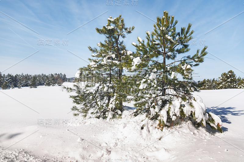 冬天阳光明媚的日子里，山上的冷杉上覆盖着积雪