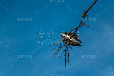 鹰