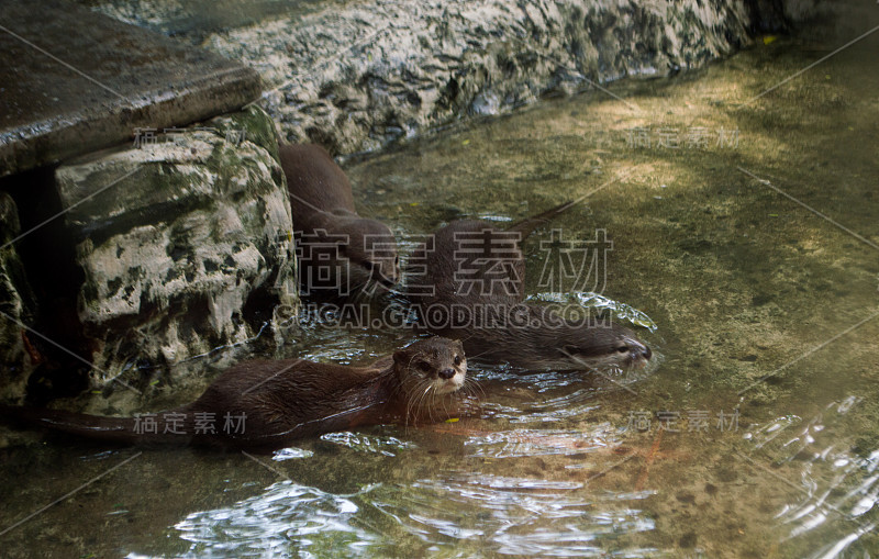 三个水獭游泳。