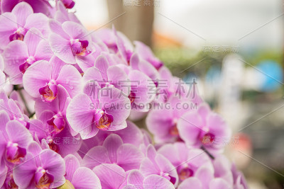 粉红兰花、月兰在植物兰花农场。