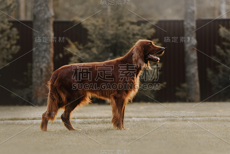 快乐的爱尔兰猎犬站在后院