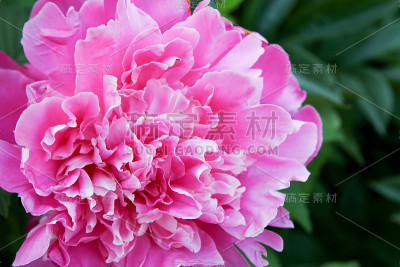 花丁香牡丹园艺