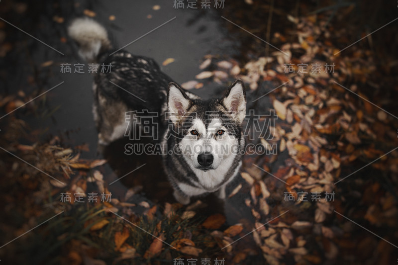 湖中的阿拉斯加雪橇犬