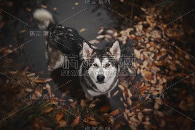 湖中的阿拉斯加雪橇犬
