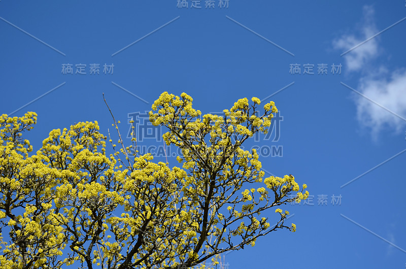 山茱萸是一种黄色的开花灌木，在3月美丽的枝包裹着小花，使任何公园或花园