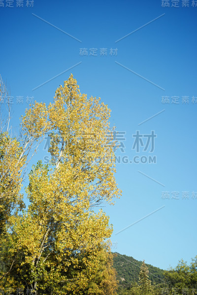 秋天的树