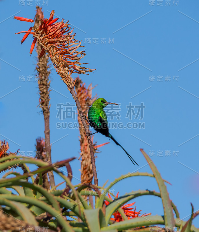 孔雀石太阳鸟