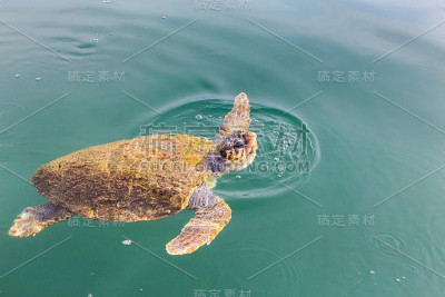 一只正在游泳的大海龟