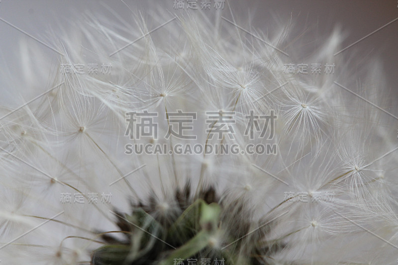 蒲公英空气绒毛