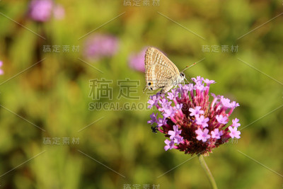 蓝莓蓝莓