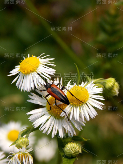 甲虫