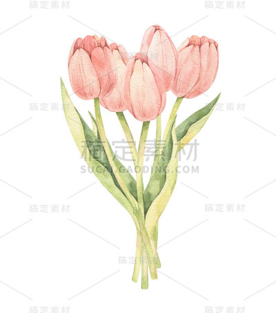 水彩植物插图。复活节快乐!春天郁金香花束。粉色花朵集合。完美的邀请，贺卡，博客，海报