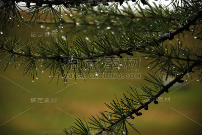 露珠