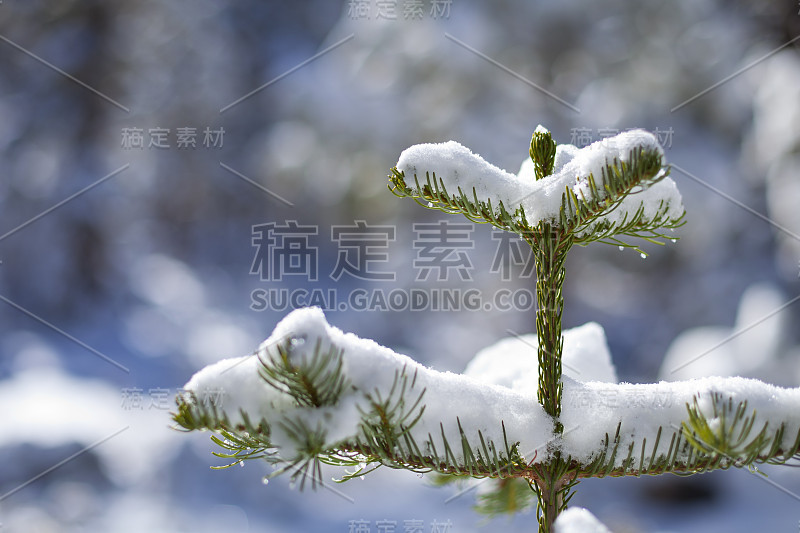 冬天，松树和雪的特写。较浅的景深，聚焦于收集的雪的顶部树枝。