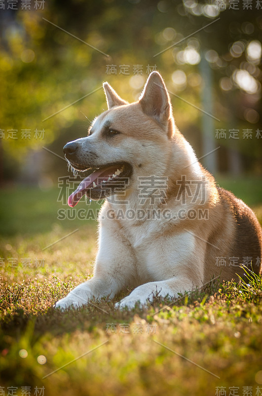 秋田犬躺在草地上的肖像