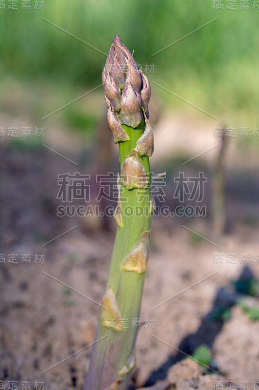 绿色芦笋生长在比利时林堡的农田里