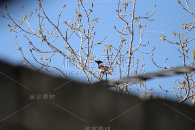 乌鸦巢