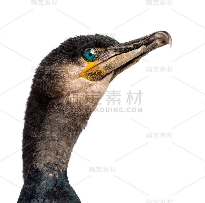 大鸬鹚，Phalacrocorax carbo，也被称为大黑鸬鹚的白色背景