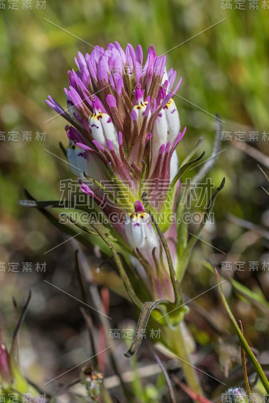 密花卡斯蒂莱是一种草本开花植物，俗称密花印度画笔。和其他印第安画笔一样，它是一种根寄生虫。它原产于加