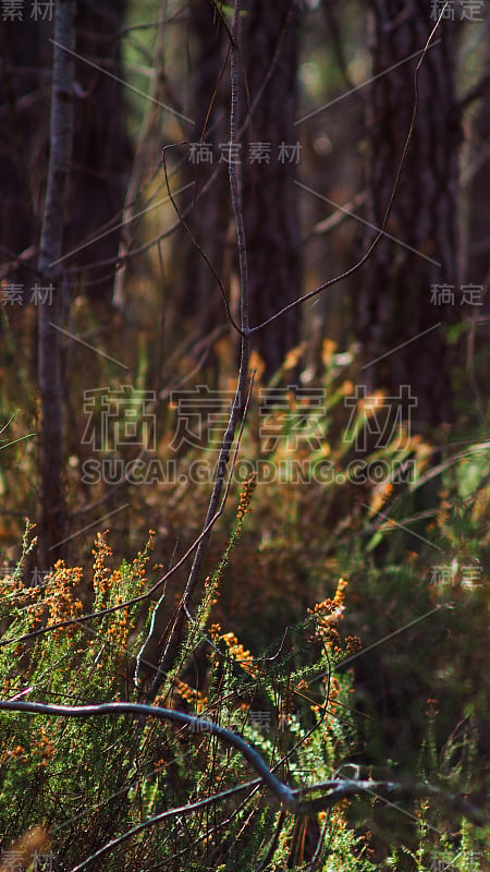 Forêt des Landes，石南花的特写