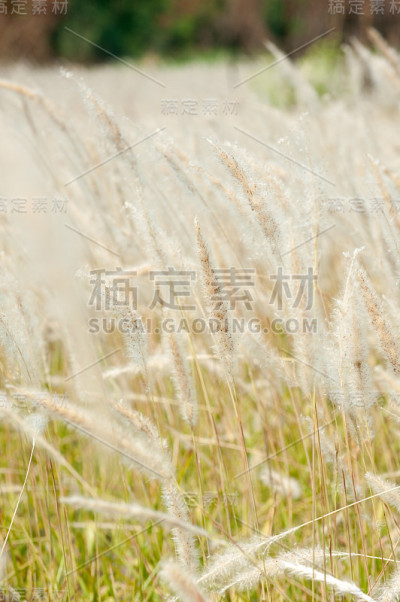 草地景观