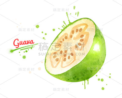 切片番石榴的水彩插图
