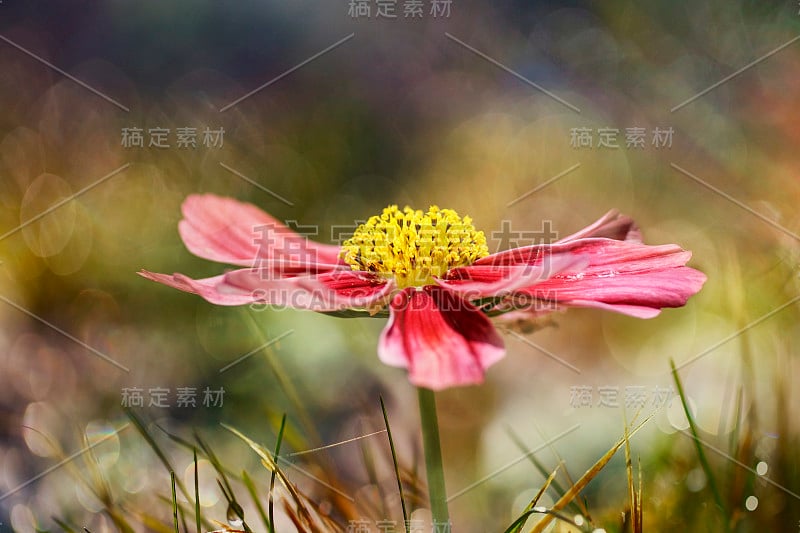 粉红宇宙花(Cosmos Bipinnatus)