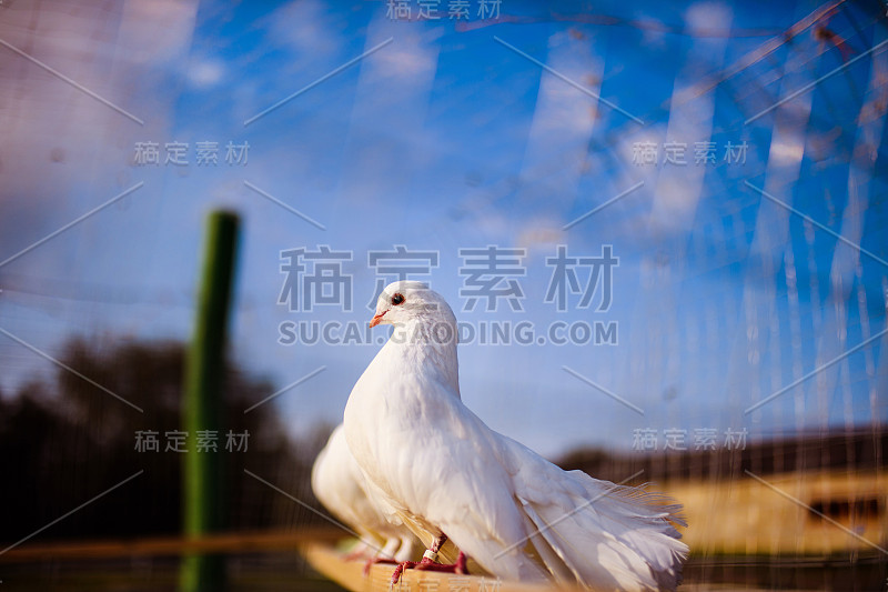 赛鸽回家。鸟类的画像。