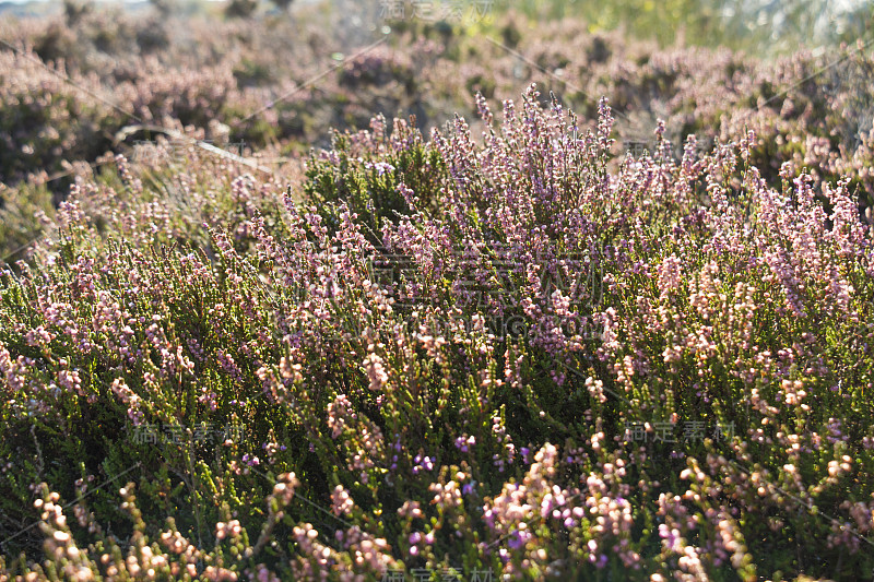 Calluna vulgaris, common石南，石南，ling