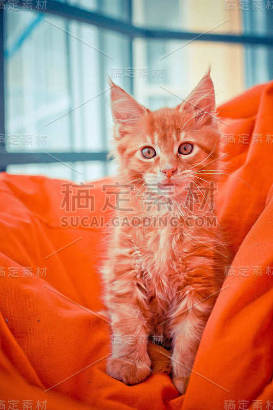 红色沙发上的缅因猫