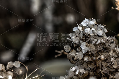 绣球花。干花。