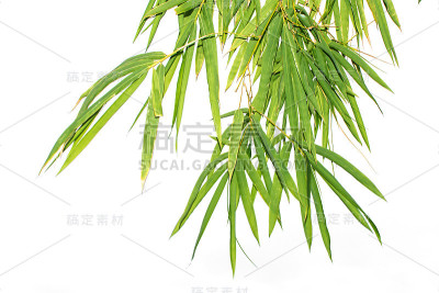 竹林和绿叶的特写与自然光横幅或网站设计。竹叶绿叶的自然景观，孤立在白色背景上，文字复制空间