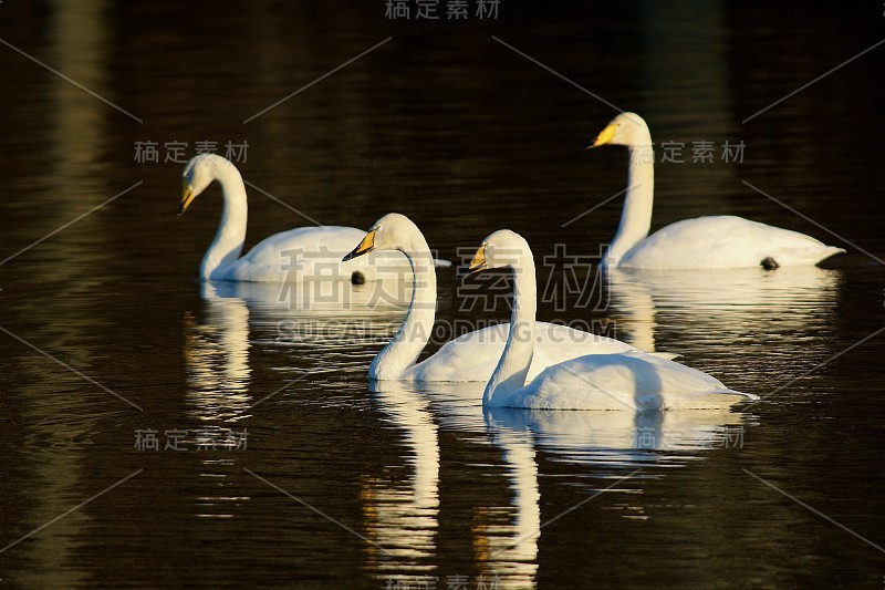 瑞典湖面上的天鹅