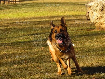 德国牧羊犬